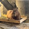 亜新 的头像