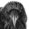 Opinionated Witch🧙🏴☠️ profil fotoğrafı