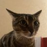 nikita 𑄝 profil fotoğrafı