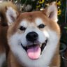 Profilbild von orange3
