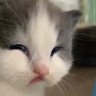 Ching Chong profil fotoğrafı