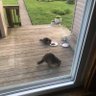 Pecky Saucy's profile picture