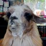 AmericaFirstLlama 的头像