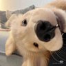 qiqi's profile picture