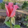 ګل باچا's profile picture