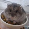 みんみん's profile picture
