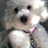 libertydoghq profil fotoğrafı