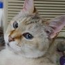 いとっぴー 的头像