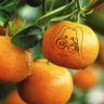 Manderlyn🍊 *citrussy*'s profile picture