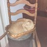 BASKET CAT's profile picture