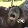 Profilbild von Holz