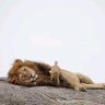 Samson profil fotoğrafı