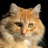 Shushi #GoDeku profil fotoğrafı
