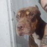 Фото профиля El Perro