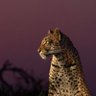 جميلة's profile picture