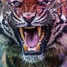 Tiger Leal profil fotoğrafı