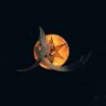 Ari Abruni's profile picture