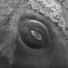 Jerckmeister Harmonies's profile picture