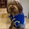 Stephanie Korte's profile picture