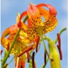 Фото профиля Where Lilies Bloom