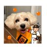 シゲニー 的头像