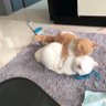ヒビキ profil fotoğrafı