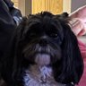 Oreo Backman's profile picture