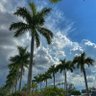 Florida Living (JustOh) 🇺🇸 的头像