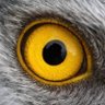 Profilbild von KatoHawk