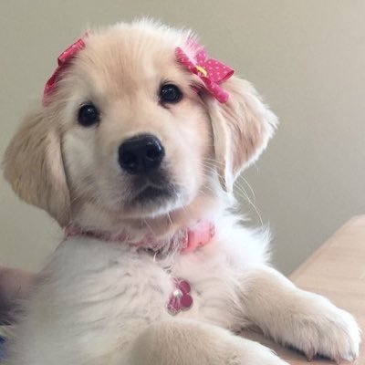 penpipuk's profile picture