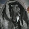 vientodegalgo's profile picture