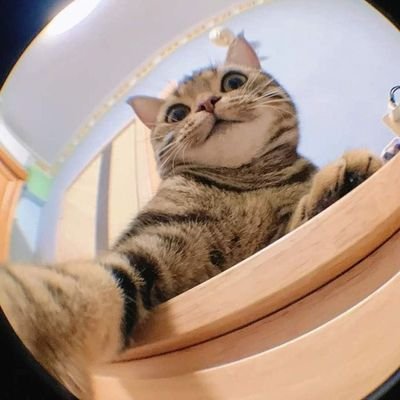 aonaumaaa's profile picture