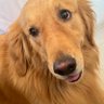 老狗's profile picture