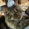 Tom Katt 的头像