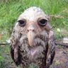 glorkish profil fotoğrafı