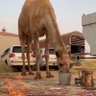 Profilbild von الـــجـــزّل 🐪
