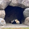 ケイコ🐈⬛🐈🐼 的头像