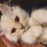 Фото профиля meowshi