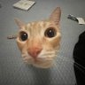 Nova!'s profile picture