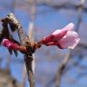 Profilbild von 桜のつぼみ