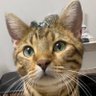 ✨🤎ちゃおとたら吉🧑🦰😼🐾🤎✨ profil fotoğrafı