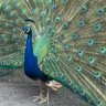 JanQ 👀🇦🇺 profil fotoğrafı