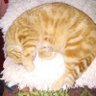 Ra vaness profil fotoğrafı
