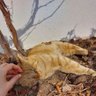 Minell⁵⁵🌾 profil fotoğrafı