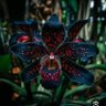 الأركيد الأسود's profile picture