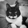 Mojymojy 的头像