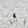 Black Sheep 的头像
