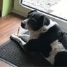 Hundemama's profile picture
