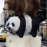 Nuzzlewuzzles 的头像