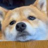 すごかbyよかby!ながさき🐶 profil fotoğrafı